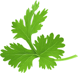 Cilantro leaf Cilantro leaf