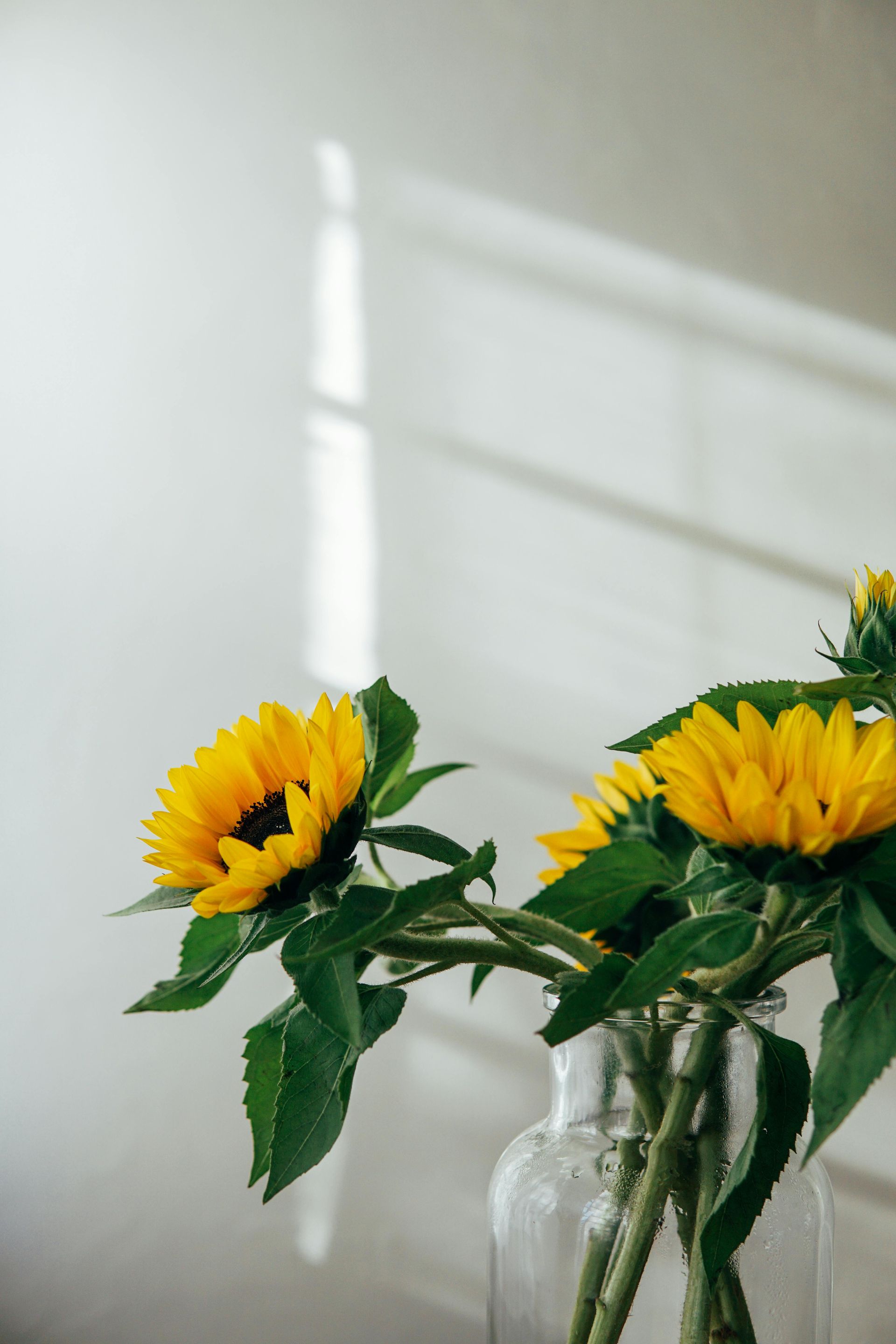 Yellow sunflowers in a clear glass vase, with window light shadows on a white wall.