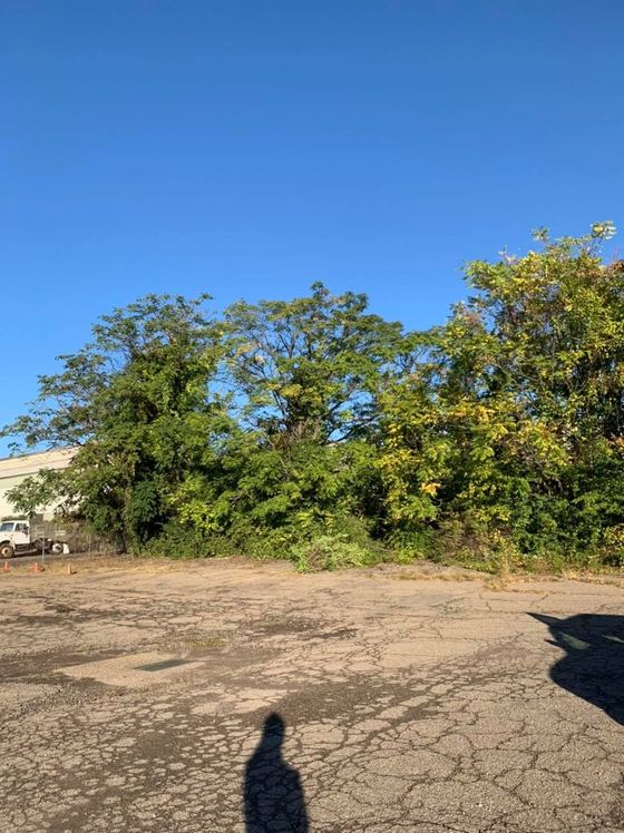A shadow of a person is cast on the ground in a parking lot with trees in the background.