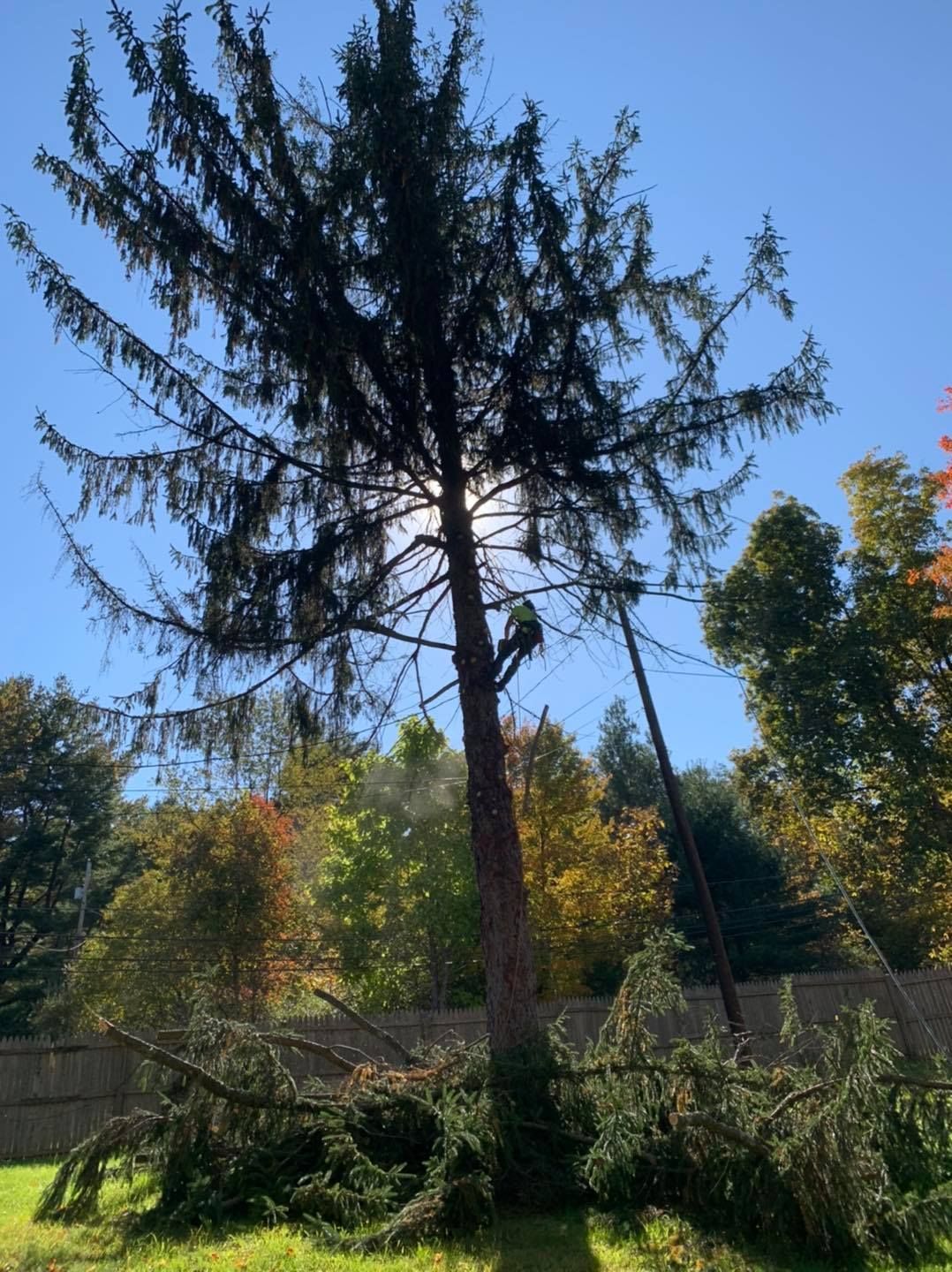 A tree that has been cut down in a yard