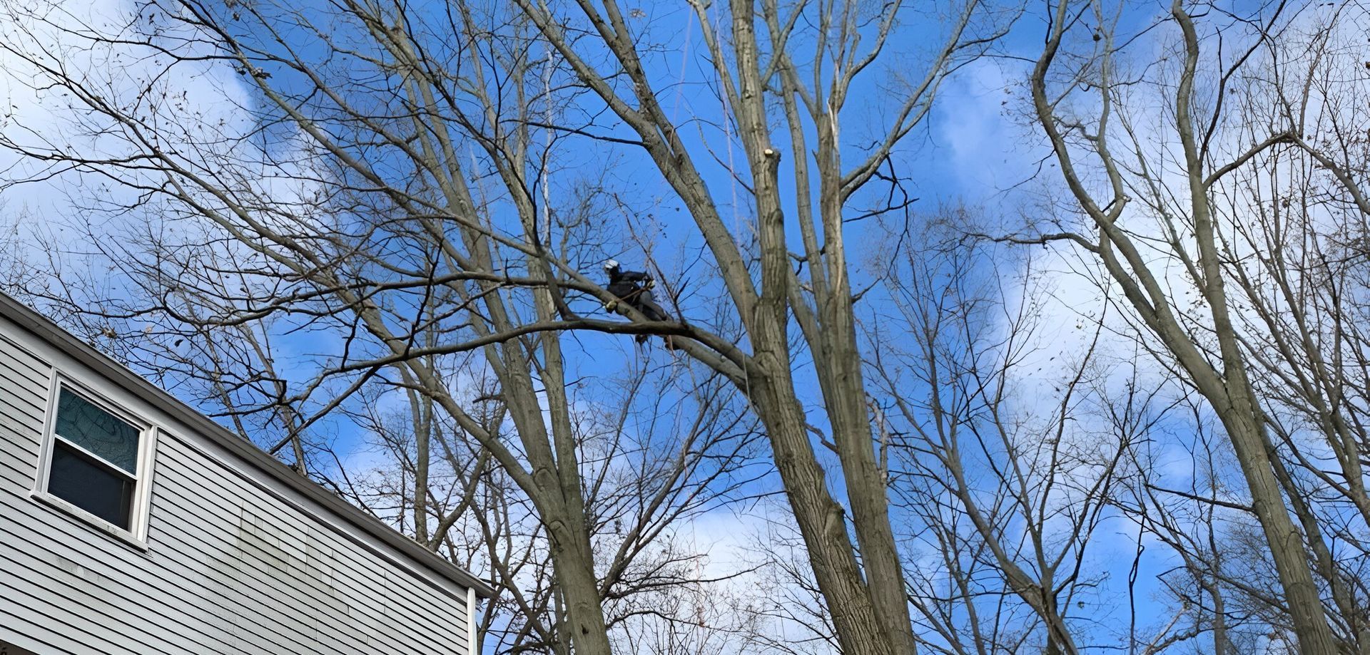 A bird is perched on a tree branch in front of a house.