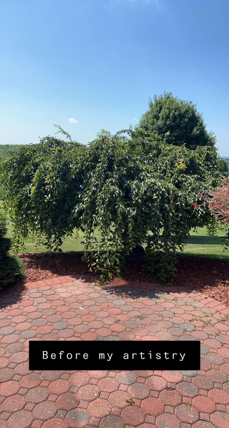 A tree in a yard with a sign that says `` before my artillery ''.