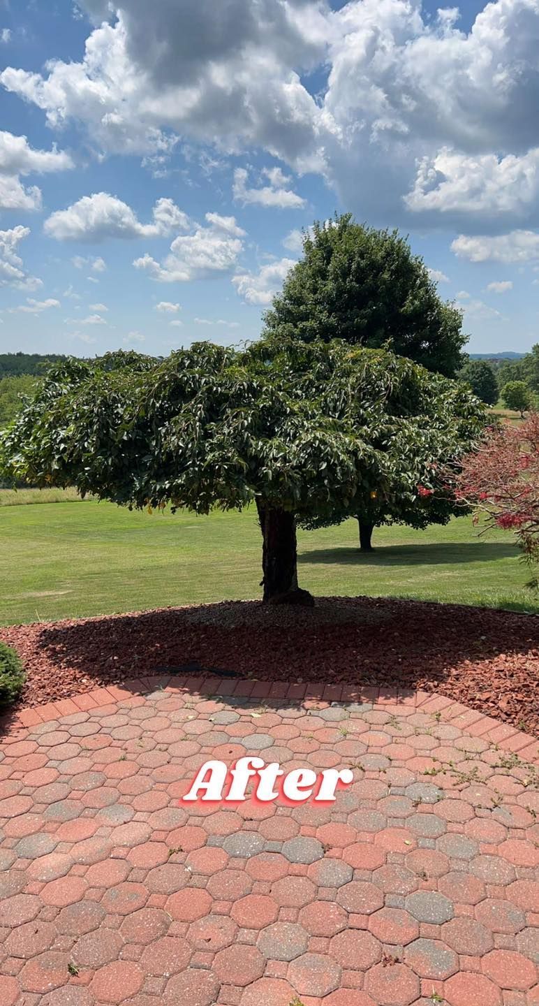A tree is sitting on top of a brick patio.