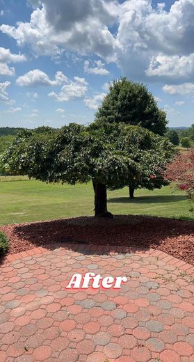 A tree is sitting on top of a brick patio.