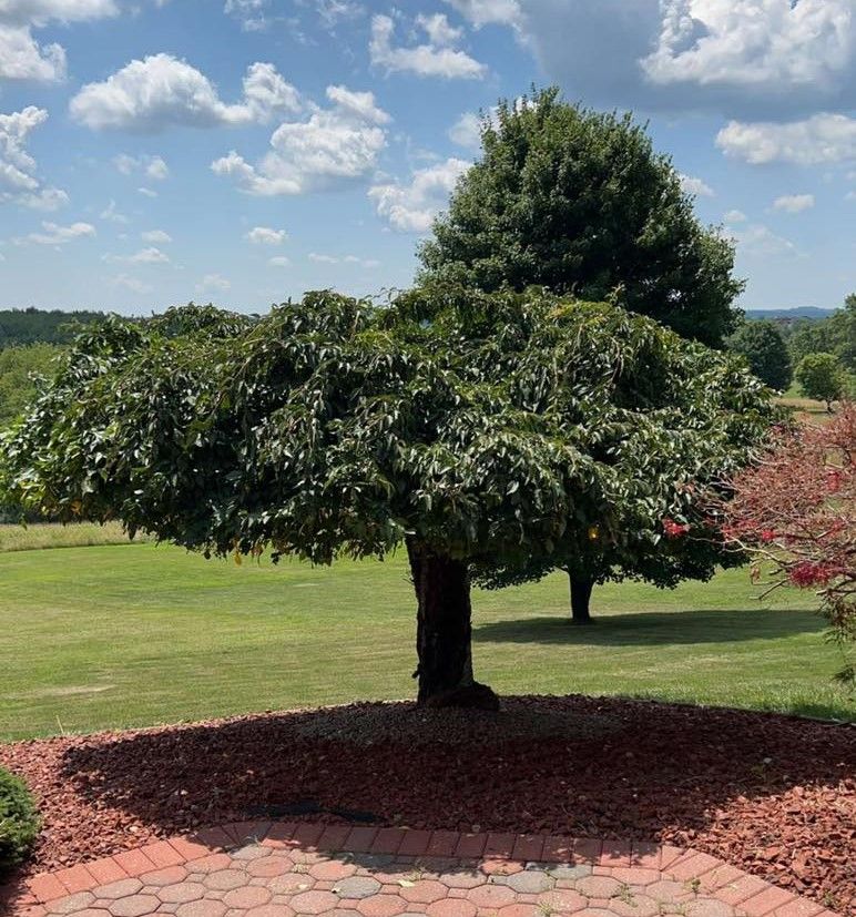 A tree in the middle of a lush green field