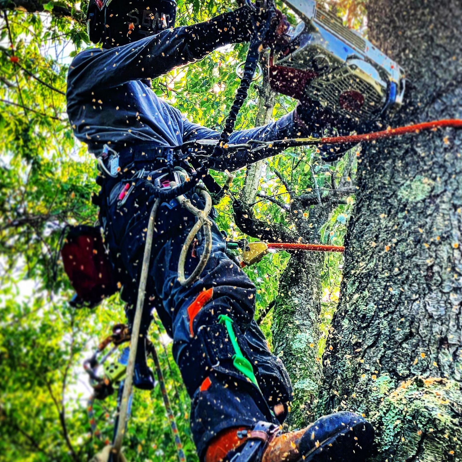 A man is cutting a tree with a chainsaw.