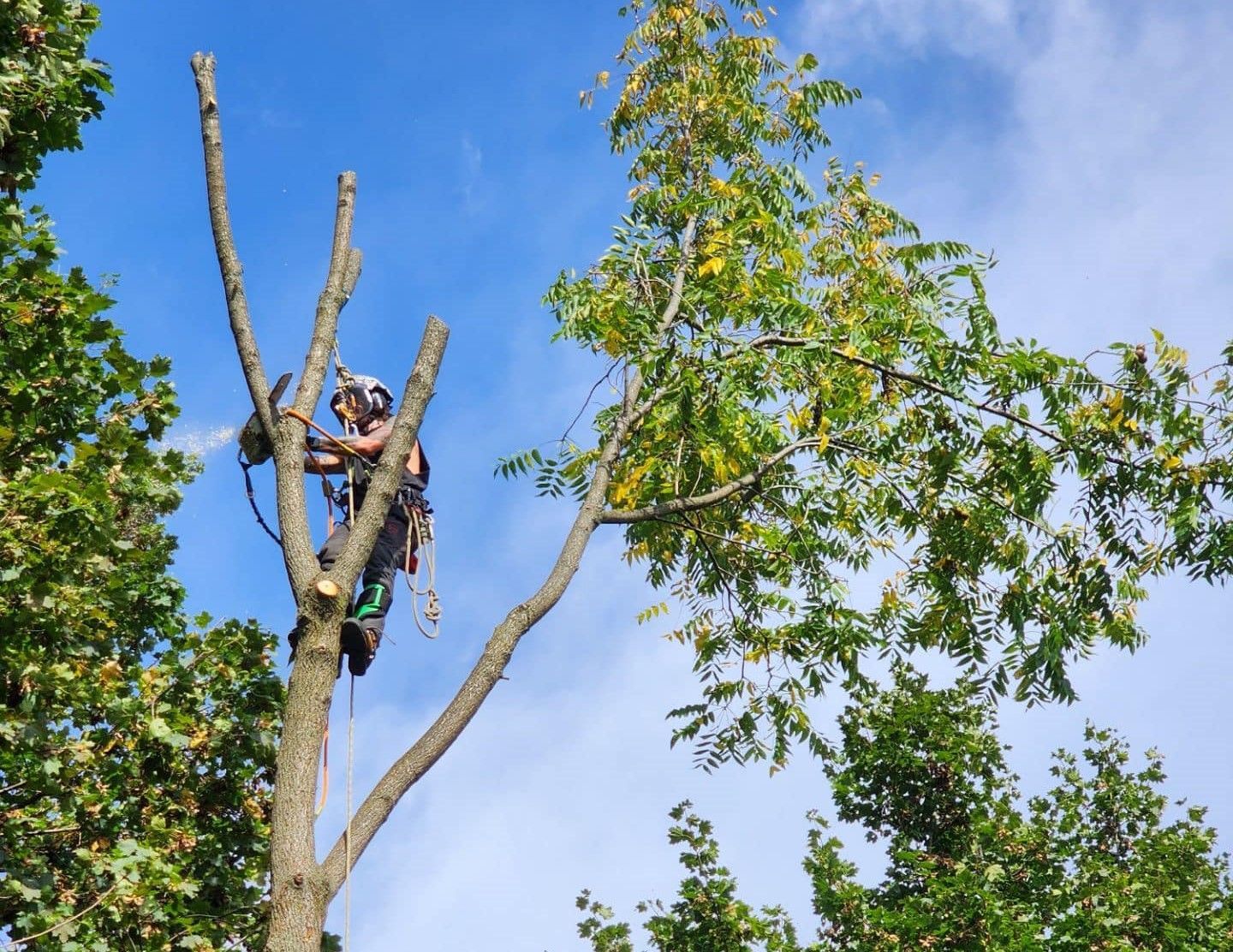 A man is climbing a tree with a chainsaw.