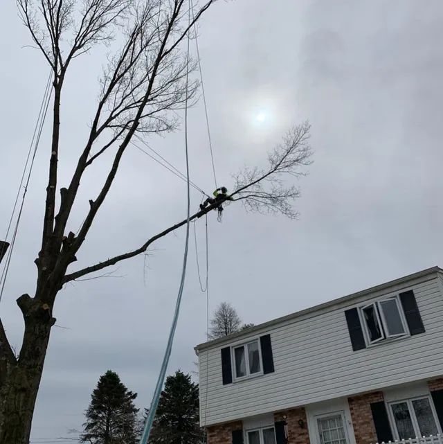 A tree being cut down in front of a house
