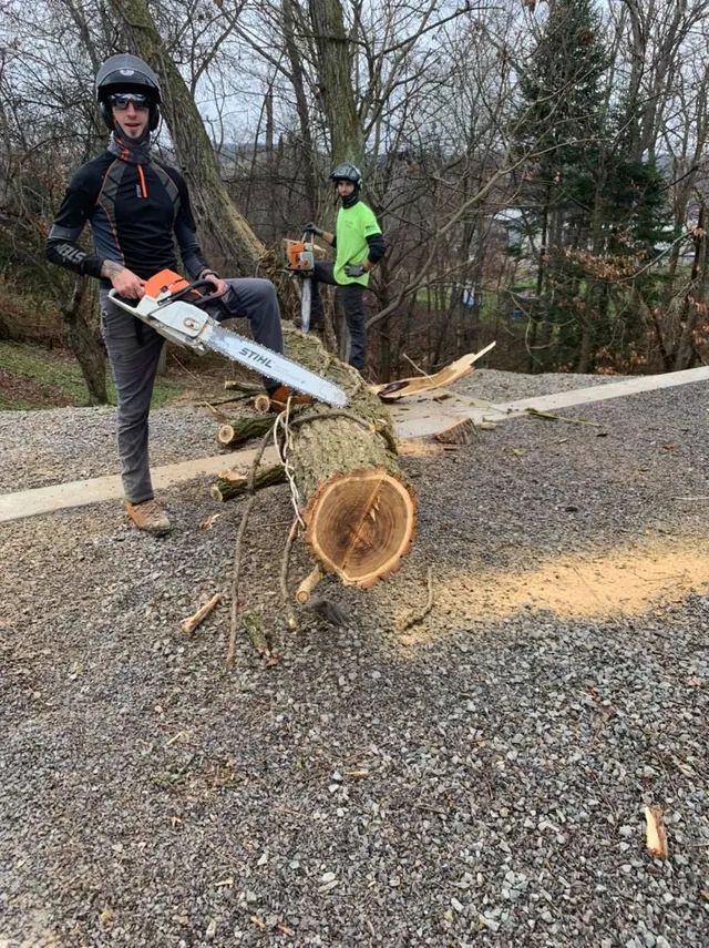 A man is cutting a tree with a chainsaw.