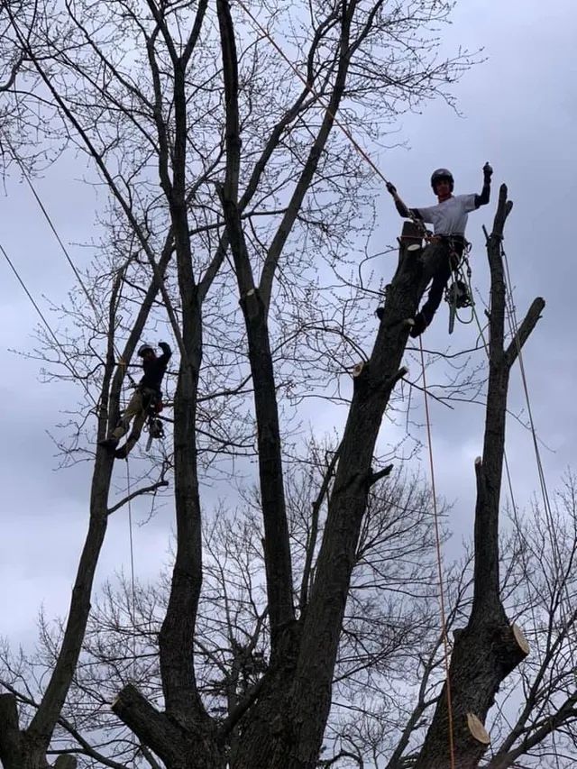 Two men are climbing a tree with ropes.