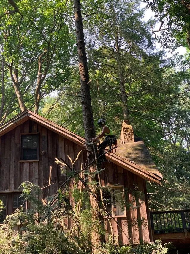 A man is climbing a tree in front of a wooden house.