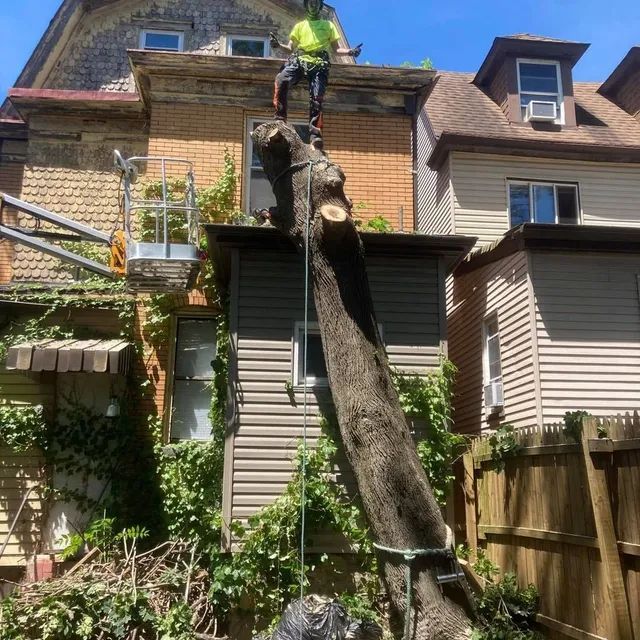 A man is standing on top of a tree stump in front of a house.