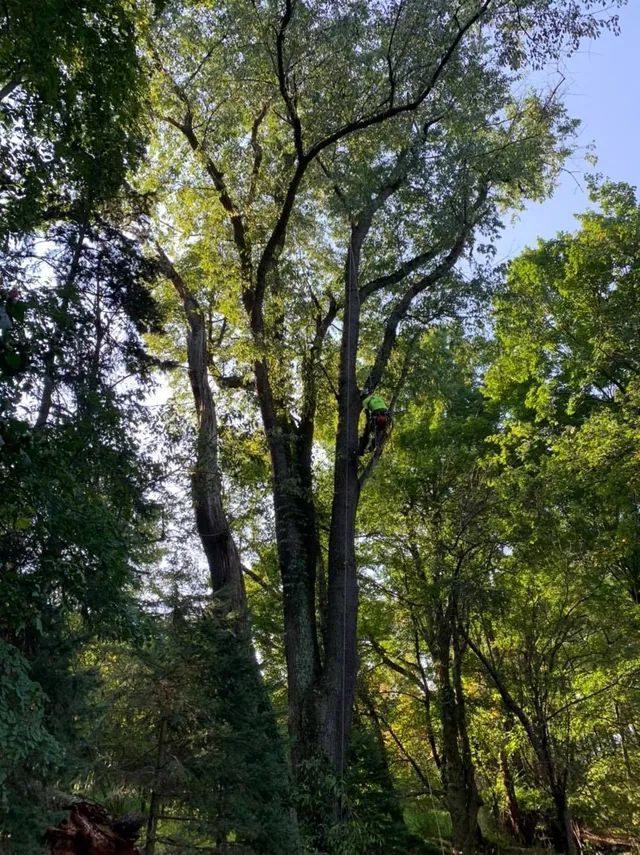 A large tree in the middle of a forest with lots of trees.