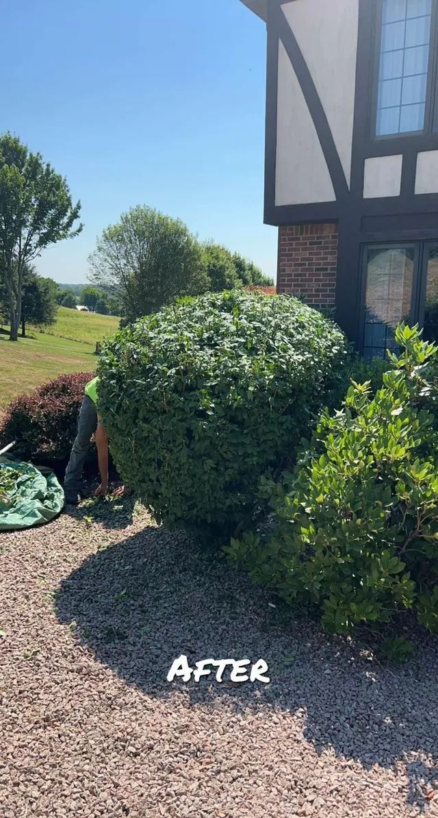 A man is cutting a bush in front of a house.