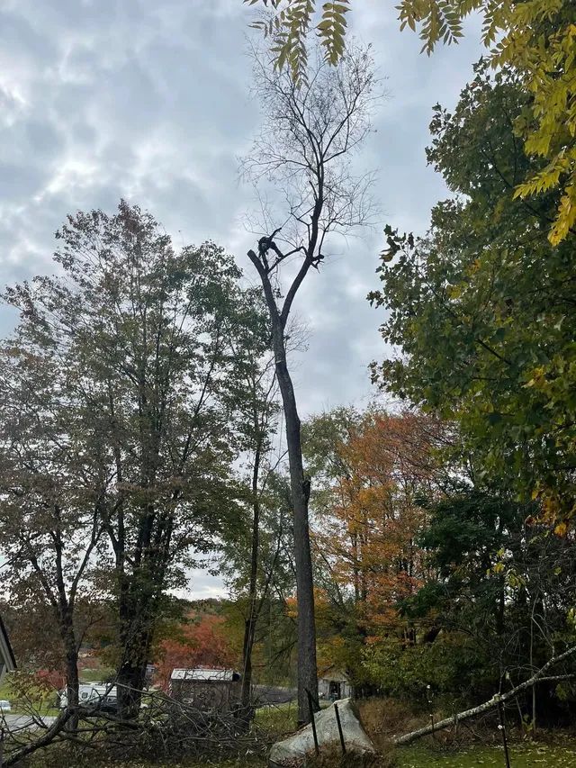 A man is climbing a tree in a forest.