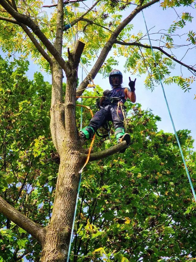 A man is climbing a tree with a rope and giving the peace sign.