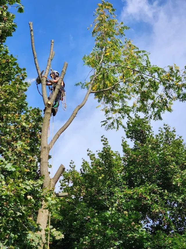 A man is climbing a tree with a chainsaw.