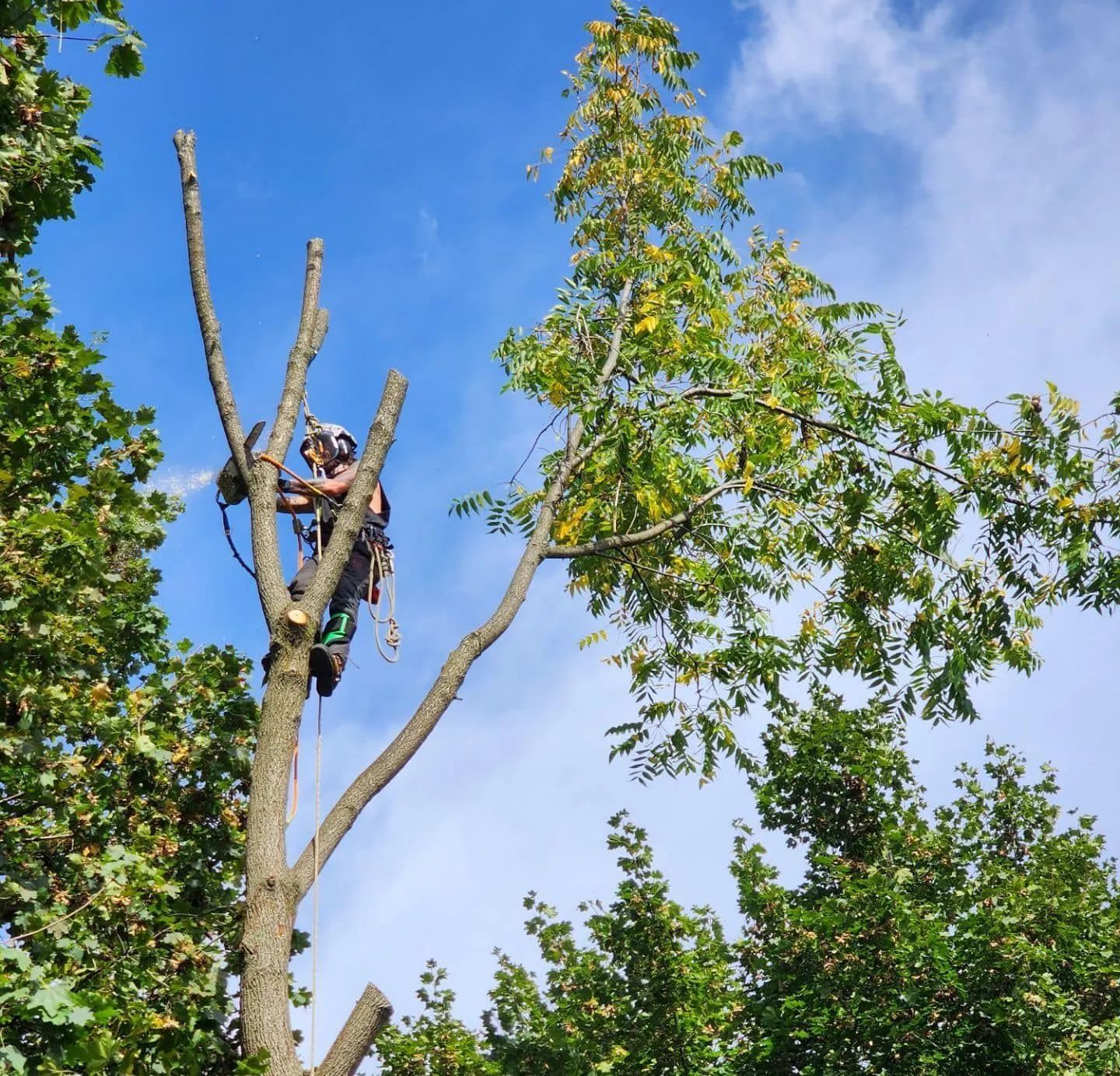 A man is climbing a tree with a chainsaw.