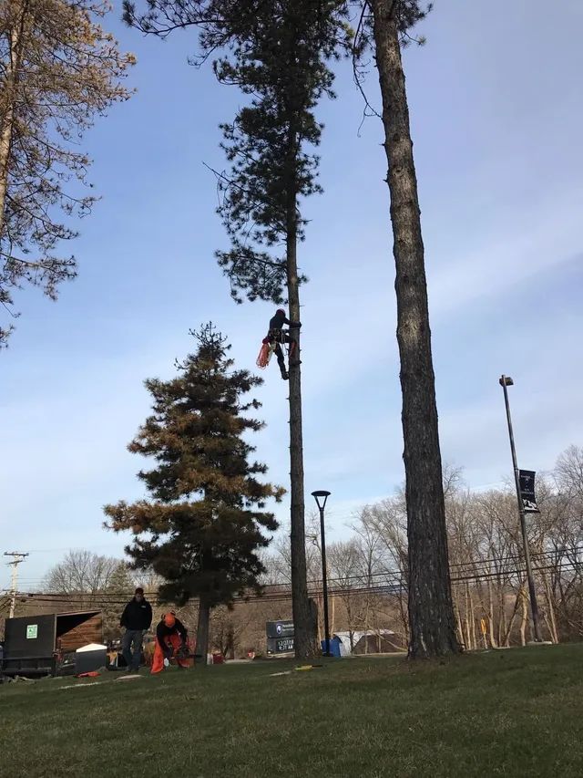 A man is climbing up a tree in a park