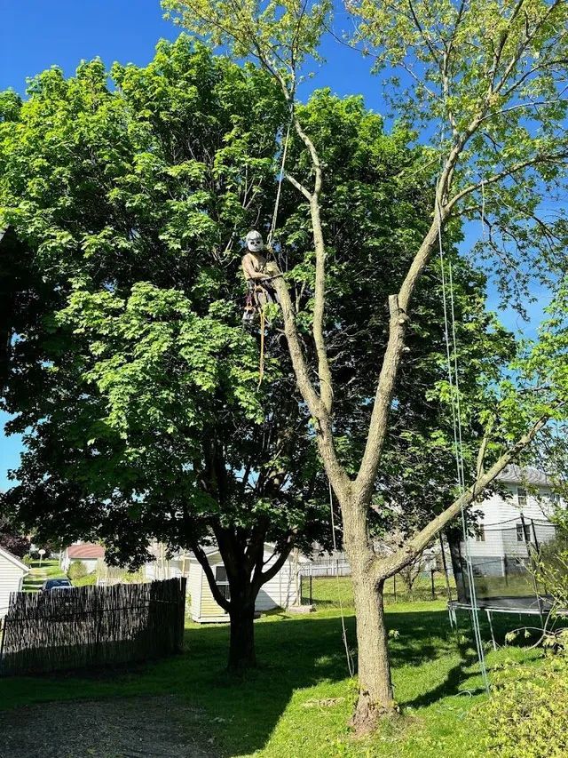 A man is climbing a tree in a backyard.