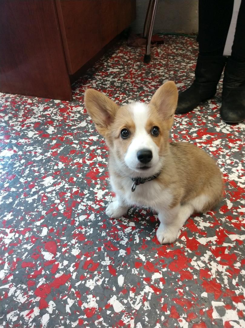 A brown and white puppy is sitting on a red and white floor. | J&H Automotive