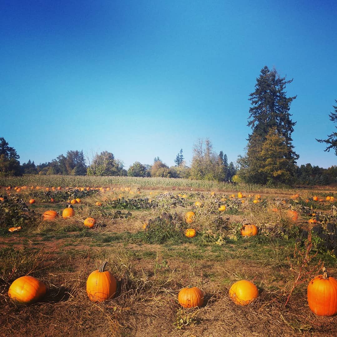 A field of pumpkins on a sunny day with trees in the background. J&H Automotive