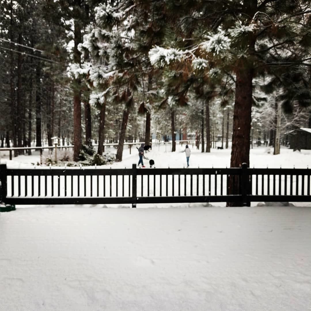 A snowy forest with a fence in the foreground | J&H Automotive