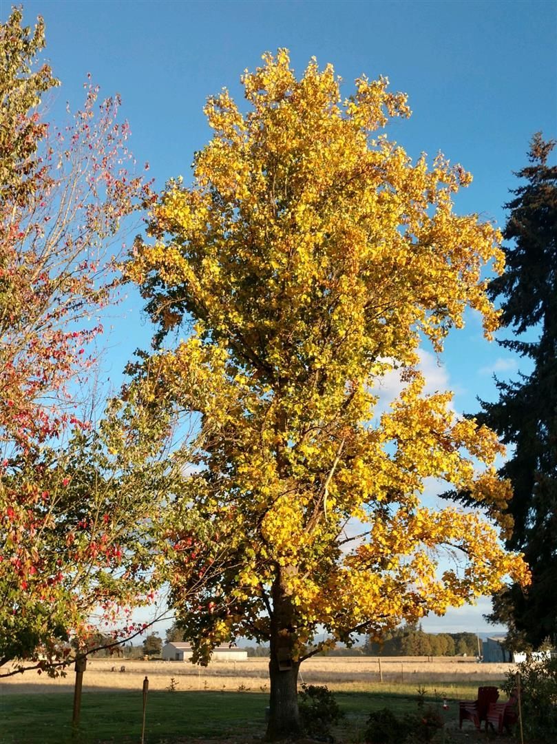 A tree with yellow leaves is in the middle of a field | J&H Automotive