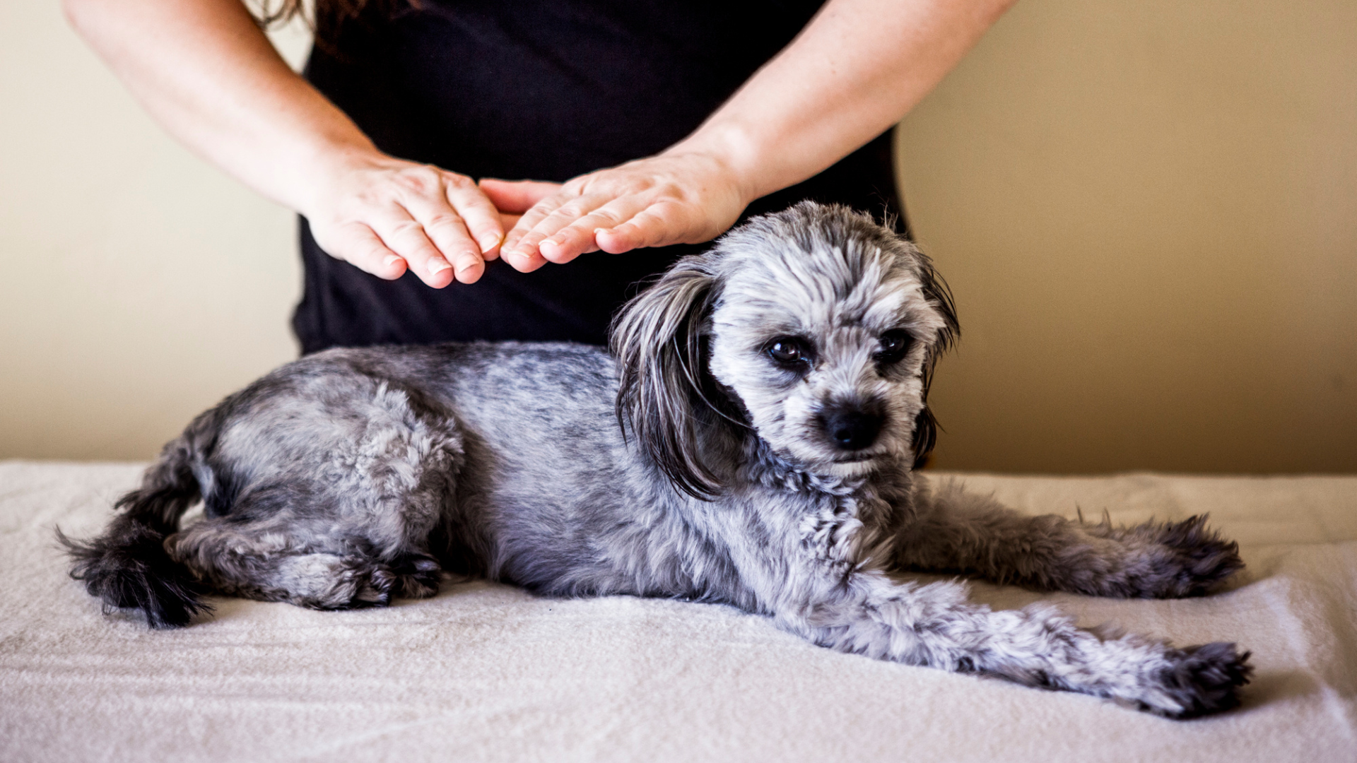A person is giving a dog a massage on a table.