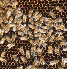 bijen op de raat