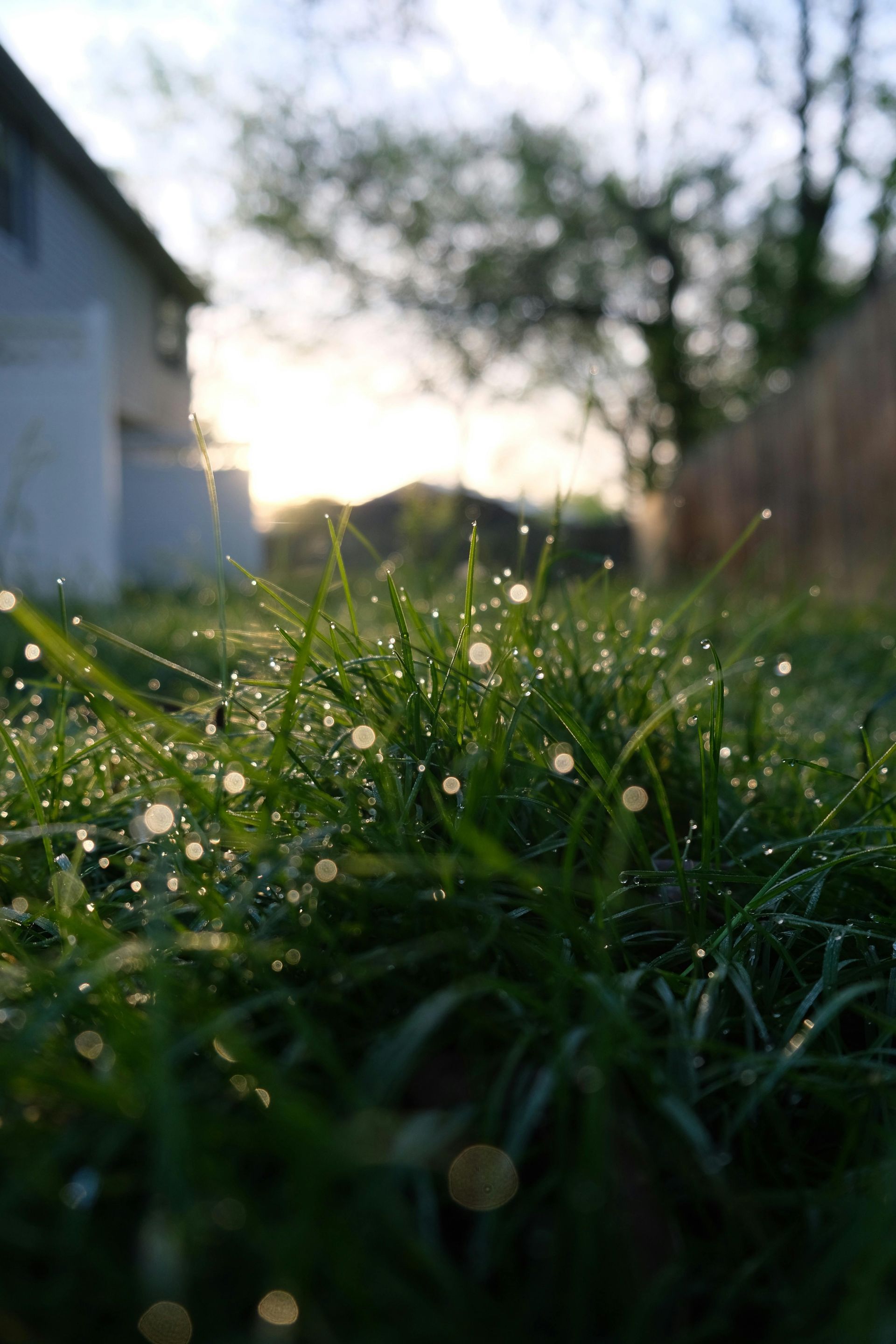 Dew drops on blades of green grass, with a blurred background of a house and tree.