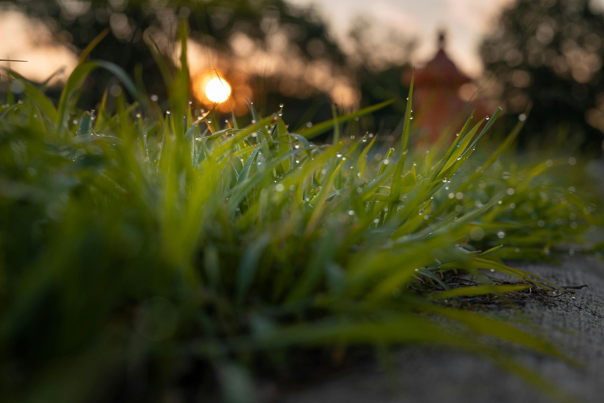 Close-up of dewy green grass with the setting sun and an orange structure in the blurred background.