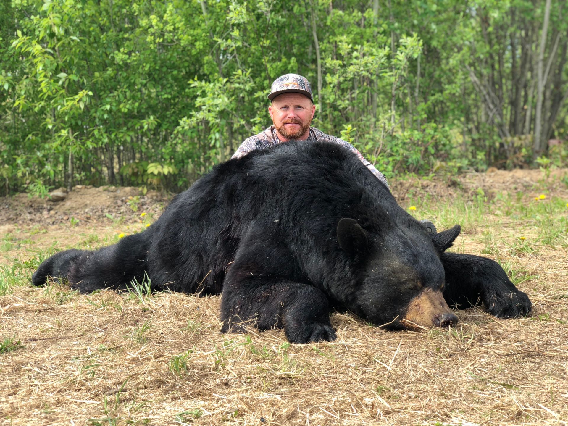 black bear hunting Alberta Canada