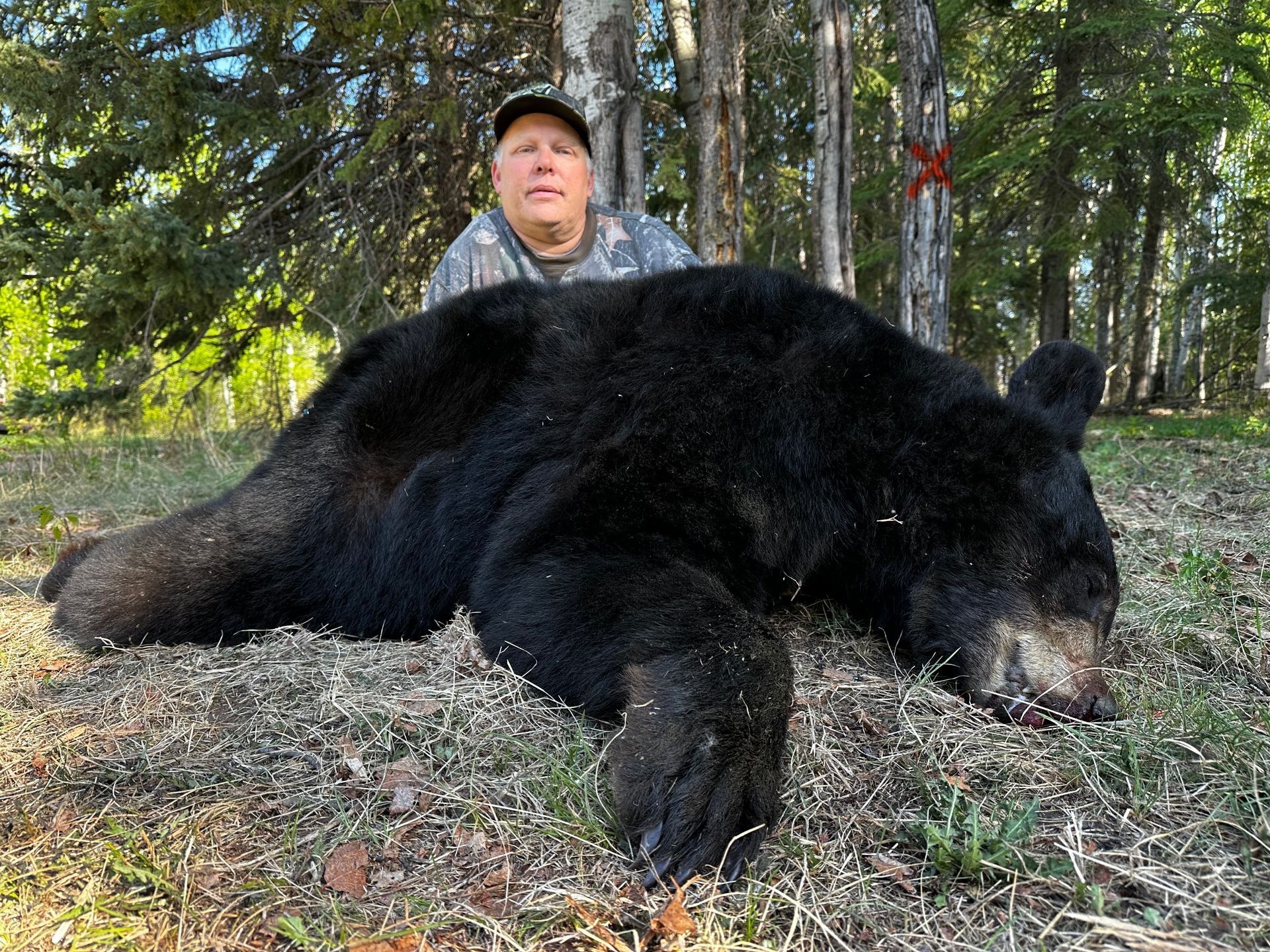 bear hunting outfitters