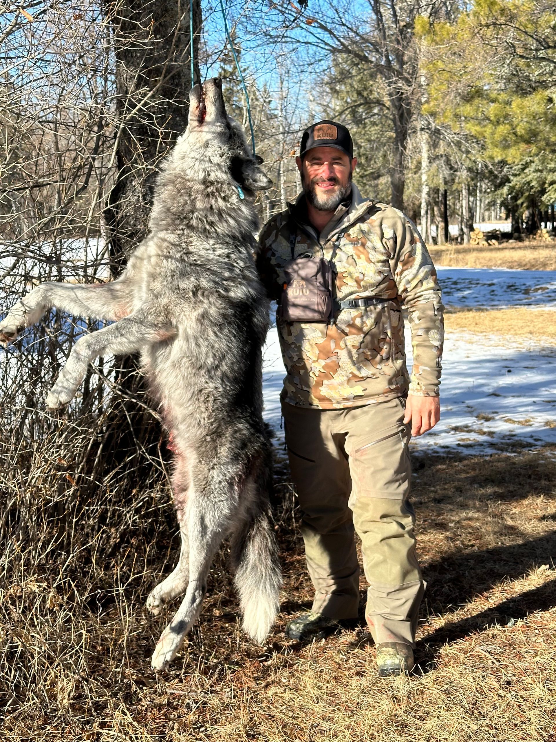 Guided wolf hunts in Canada