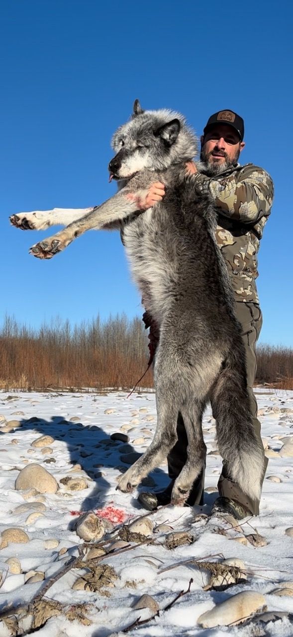 wolf hunting guide Canada