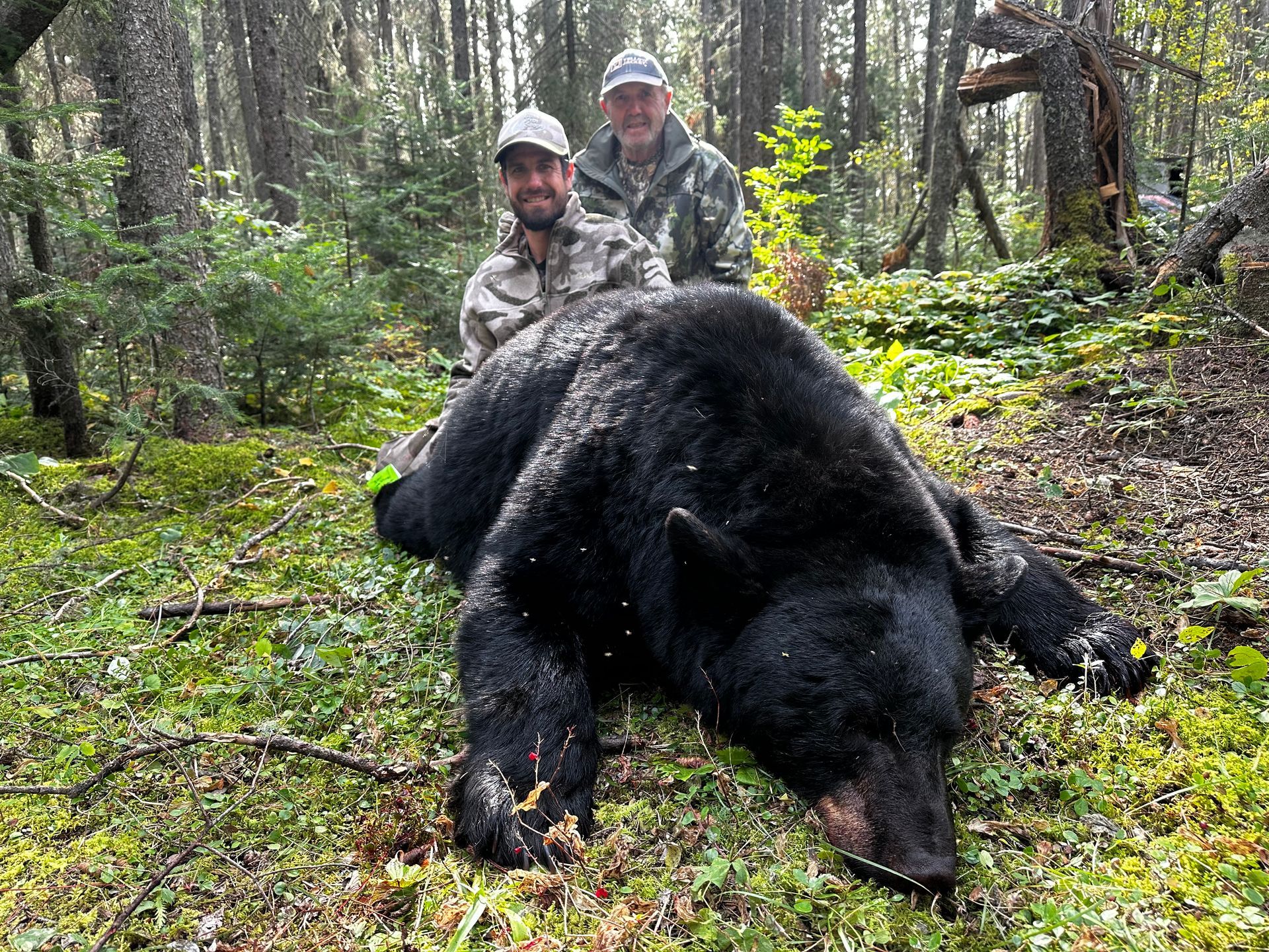 Black bear hunting guide