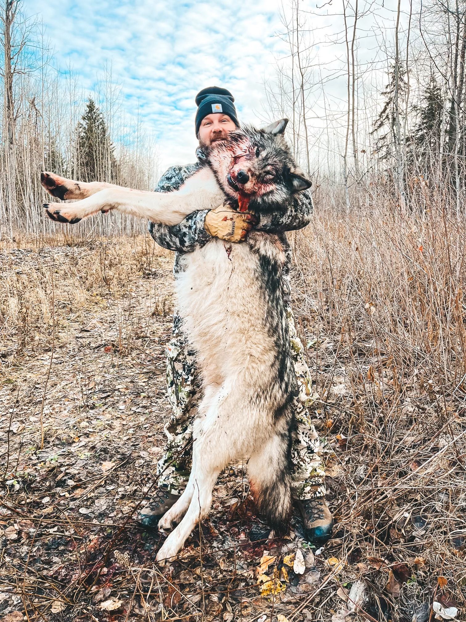 Wolf Hunting Guide Outfitter Alberta Canada