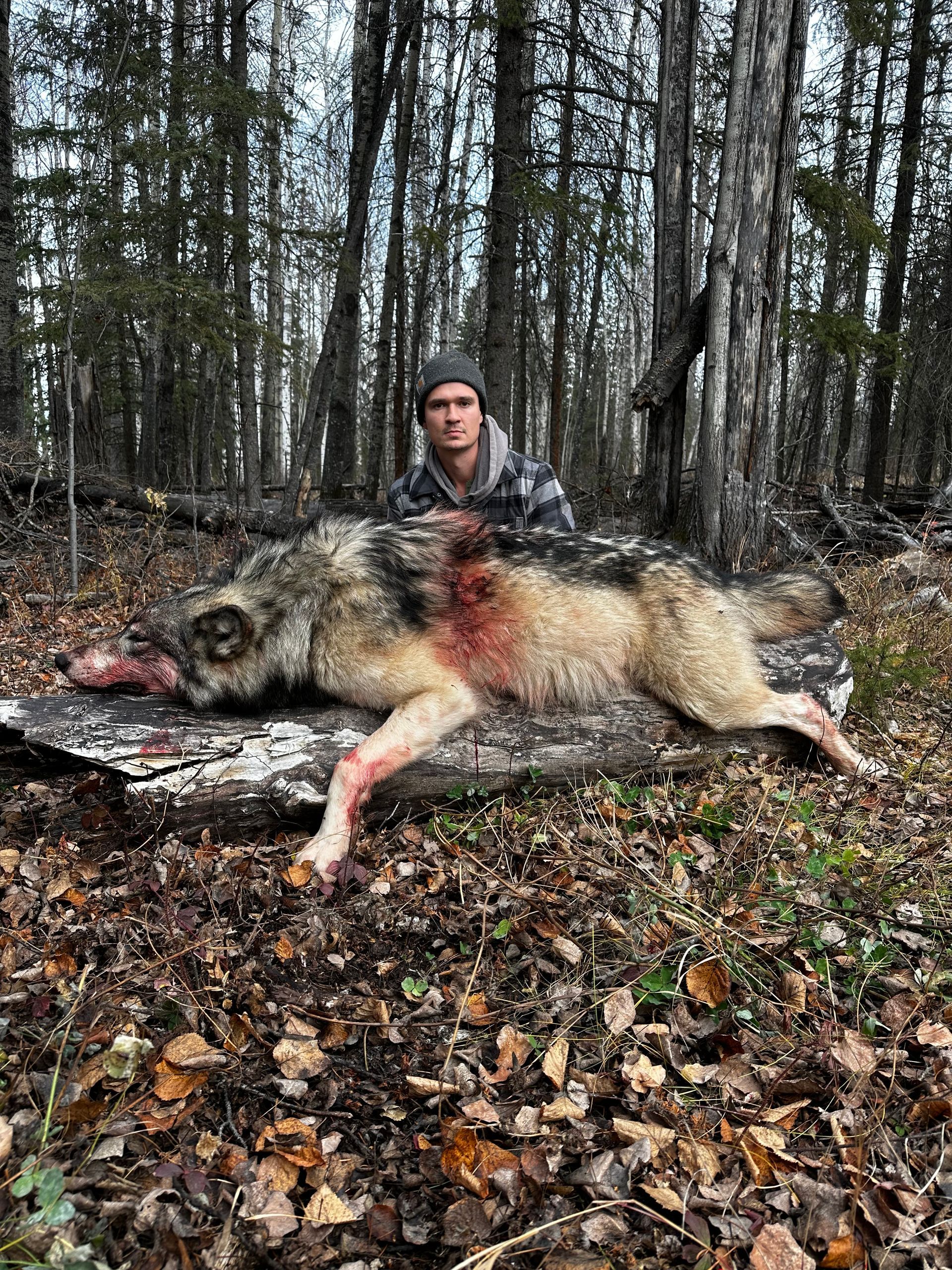 wolf hunting outfitter Alberta