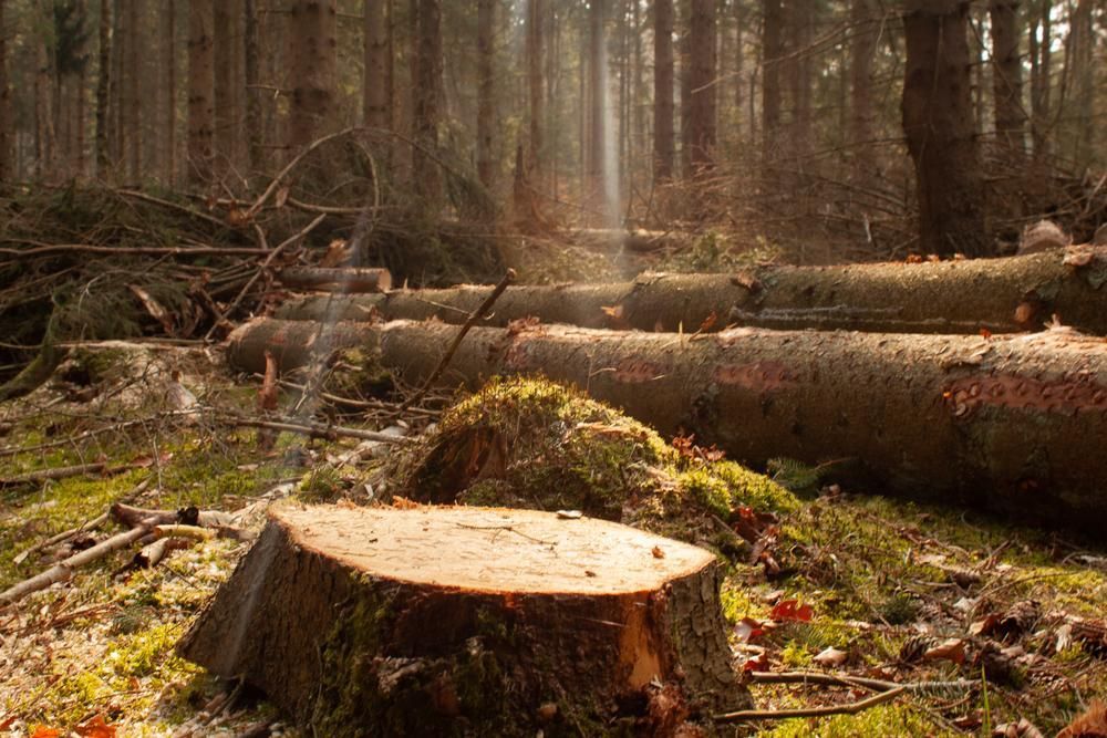 A Pile Of Logs In A Forest With A Stump In The Foreground — Brown's Professional Tree Service In Widgee, QLD