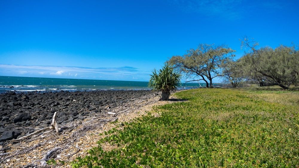 A Tree Is Sitting On The Shore Of A Rocky Beach Next To The Ocean — Brown's Professional Tree Service In Tin Can Bay, QLD