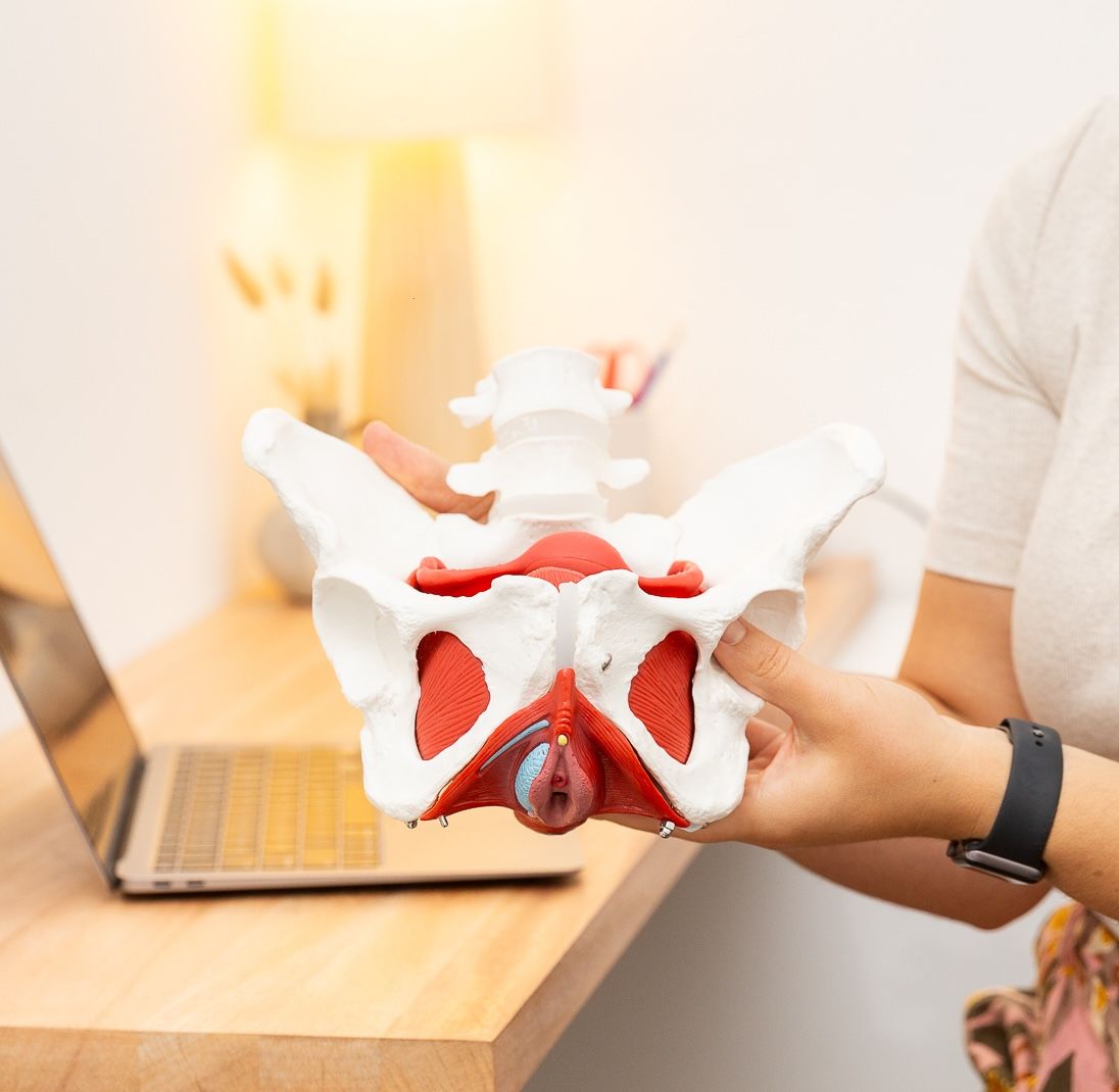 A Woman Holding a Pelvis Skeleton — Align Health Therapies in Woonona, NSW