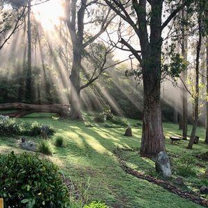 The Sun is Shining Through the Trees in the Forest — Align Health Therapies in Woonona, NSW
