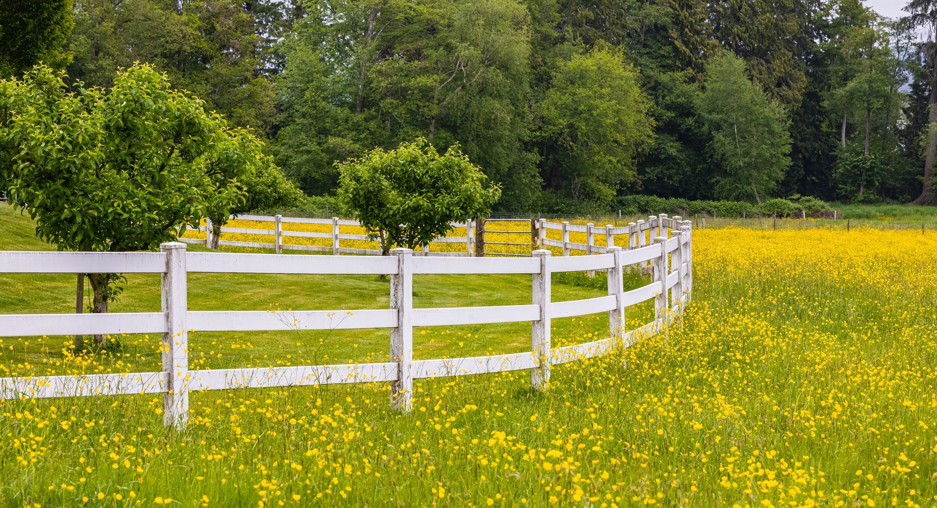Field with yellow flowers