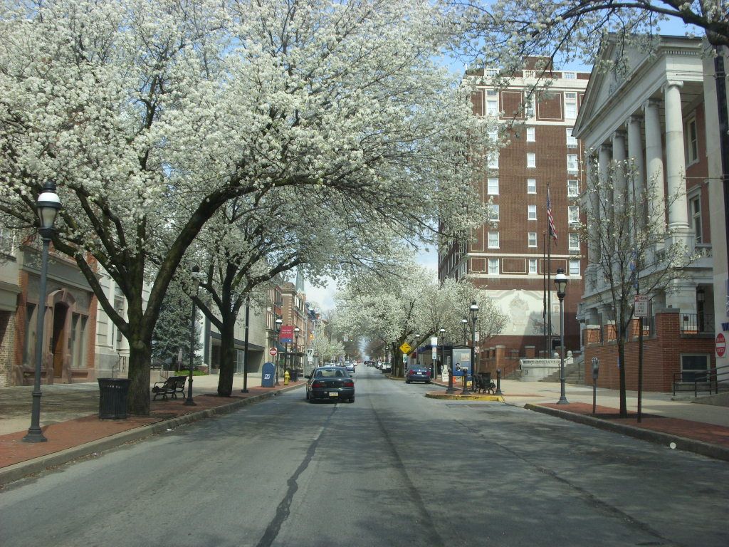 A car is driving down a street lined with trees with white flowers