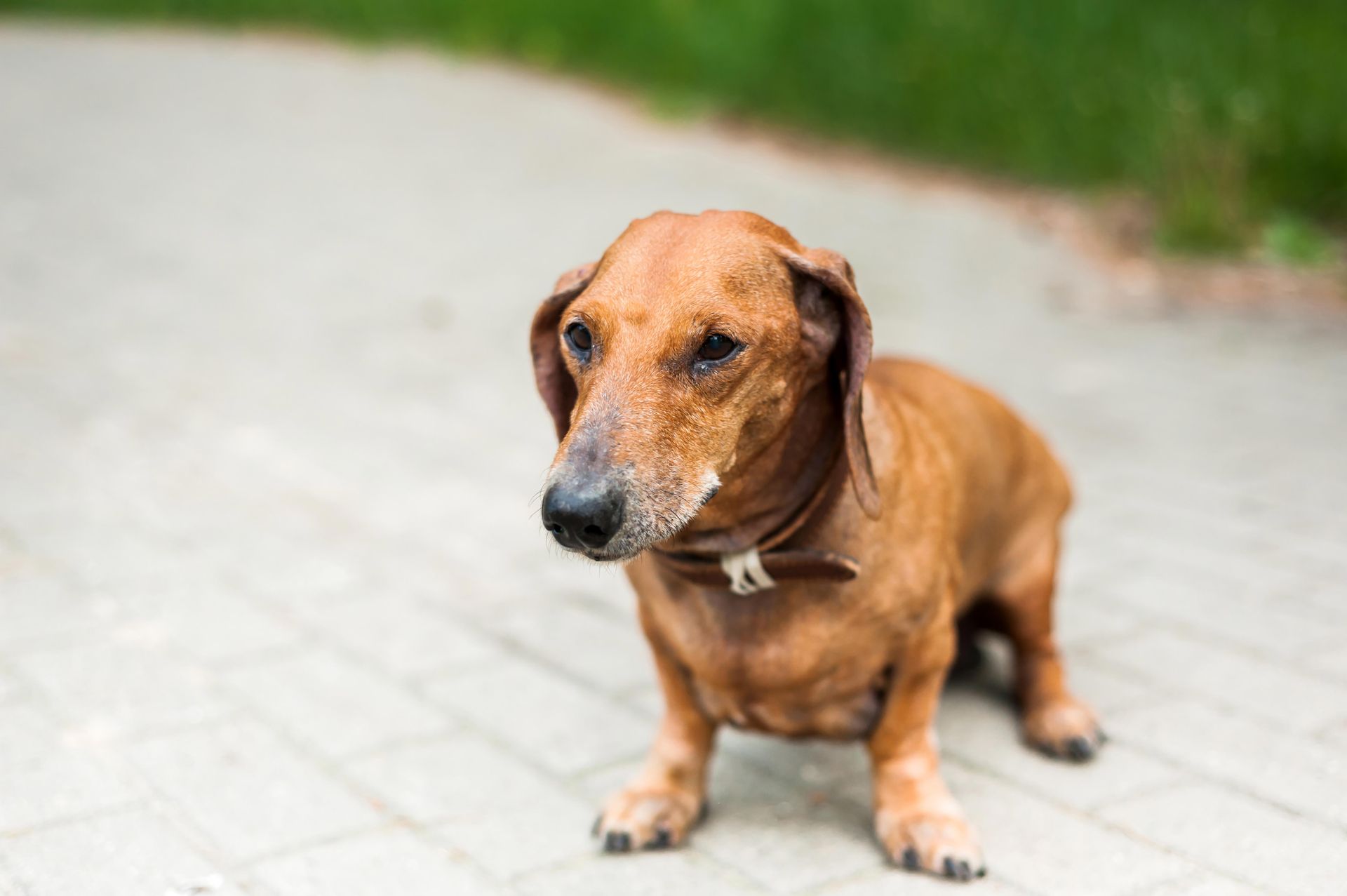 A small brown dog with a short coat standing on a concrete surface. A small brown dog with a short coat standing on a concrete surface.