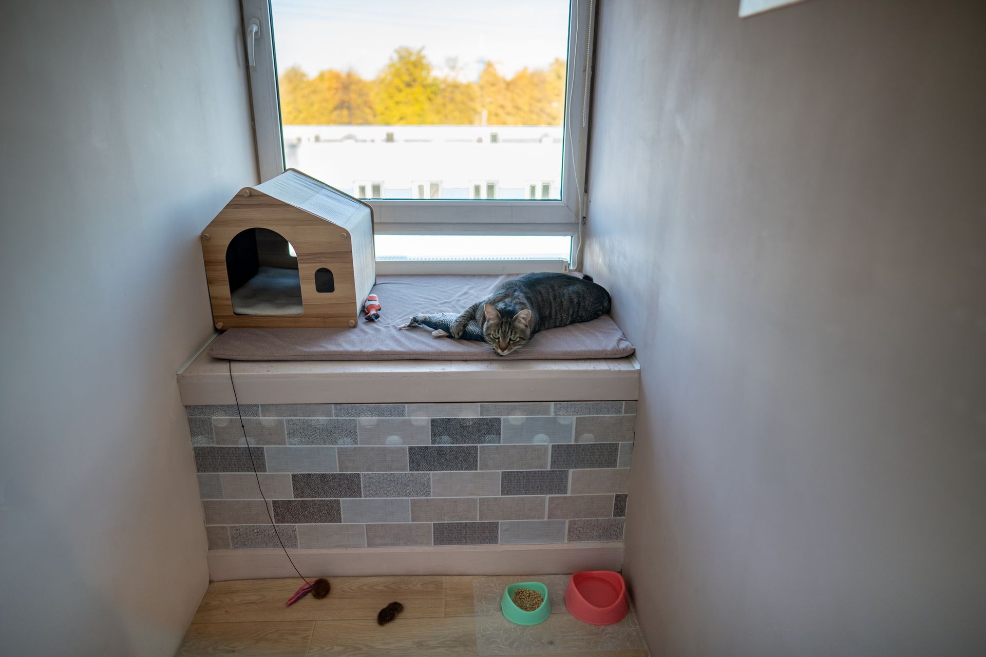 Cat lounging on a cushioned window seat, beside a cat house. Bowls on the floor.