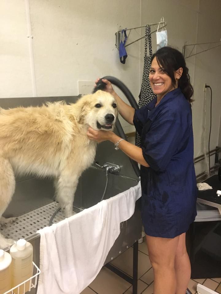 Woman washing a large, fluffy, cream-colored dog in a grooming tub, smiling.