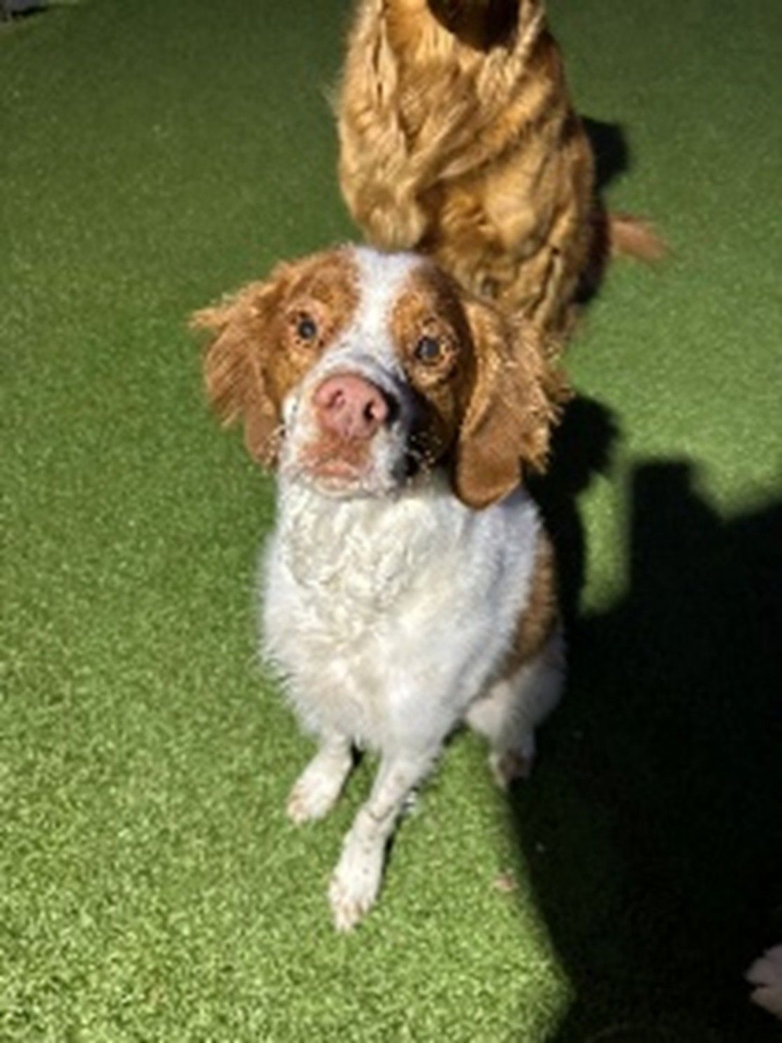 Two dogs sitting on green artificial turf.
