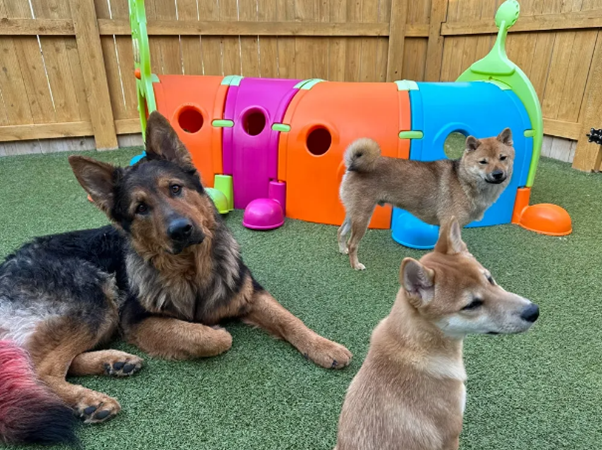 Three dogs sit on the grass in front of a colorful play area, enjoying the sunny day.